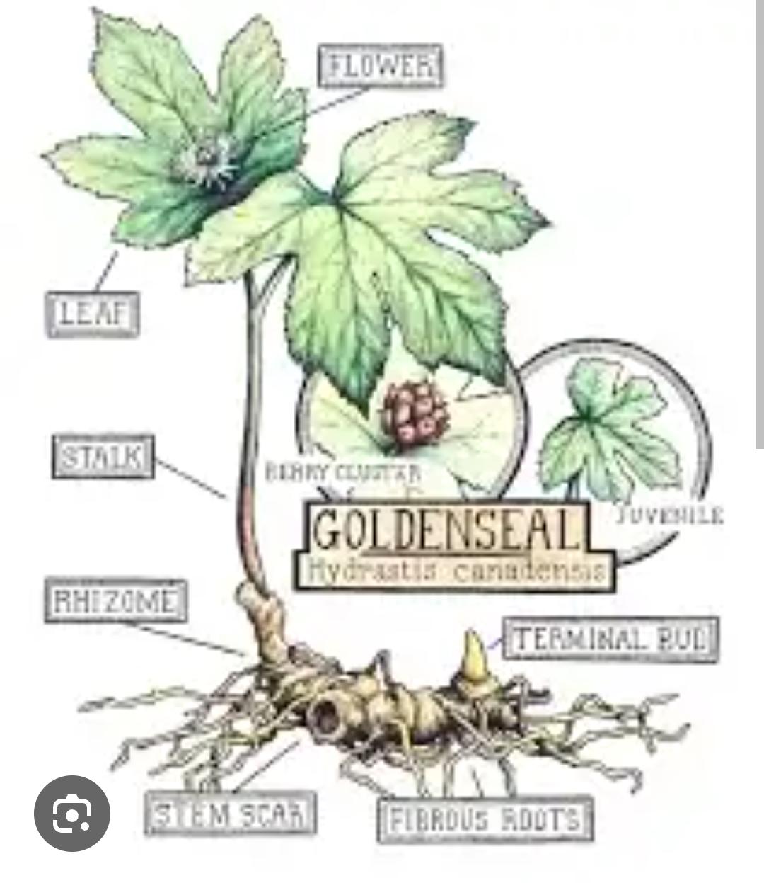 goldenseal glycerite 4oz