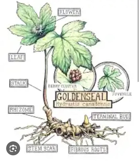 goldenseal glycerite 4oz