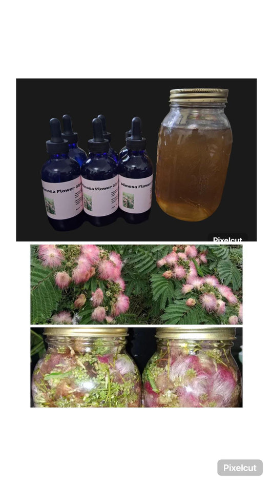 Mimosa flower glycerite
